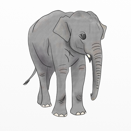 Hand Drawn Baby Elephantの写真素材