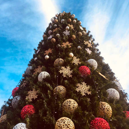 fragment of christmas tree in nature