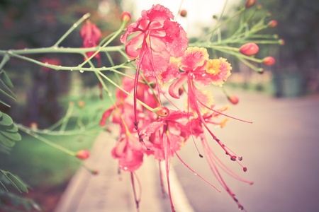 Flower in gardenの素材