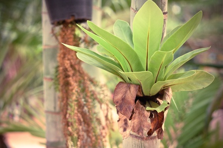 Flower in gardenの素材