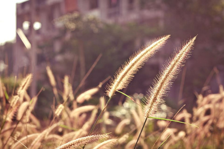 Top grass and light evenings in the summer.