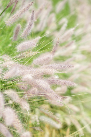 meadow flower in the winterの写真素材