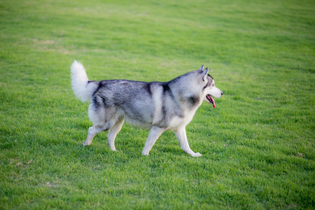 Siberian Husky. The Siberian Husky running the grass or the gardenの写真素材