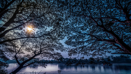 night lanscape scenery of silhouette trees shade beside river bank, Tak, Thailandの写真素材