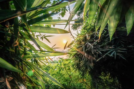 landscape scenery of sun rising through bamboo bushes near riverの写真素材