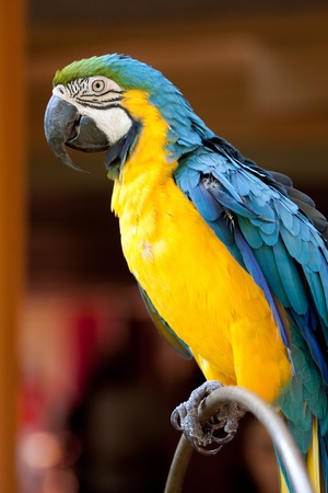 Blue and yellow macaw の写真素材