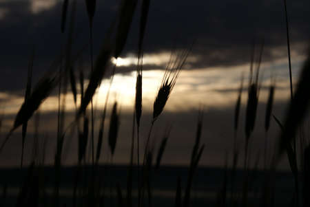 shakes in wheatの写真素材