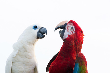 Green-winged Macaw Ara chloropterus and Sulphur-crested cockatoo isolated on white backgroundの写真素材