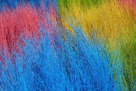 Colorful stained stalks dyed wood lavender fields decorations, coffee shops cafes houses texture and backgroundの写真素材