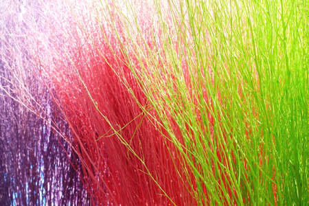 Colorful stained stalks dyed wood lavender fields decorations, coffee shops cafes houses texture and backgroundの写真素材