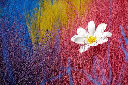 Colorful stained stalks dyed wood lavender fields decorations, coffee shops cafes houses texture and...