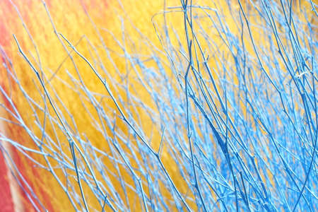 Colorful stained stalks dyed wood lavender fields decorations, coffee shops cafes houses texture and backgroundの写真素材