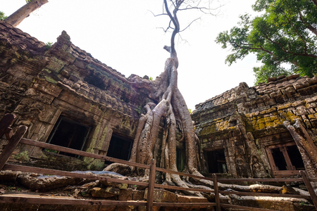 Banyan tree root covering stone prasat Ta Prohm in Angkor thom, The big huge roots above the construction at Angkor wat Siem Reap, Cambodiaの写真素材