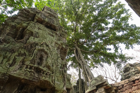 Big Banyan tree root covering stone prasat Ta Prohm in Angkor thom, The big huge roots above the construction at Angkor wat Siem Reap, Cambodiaの写真素材