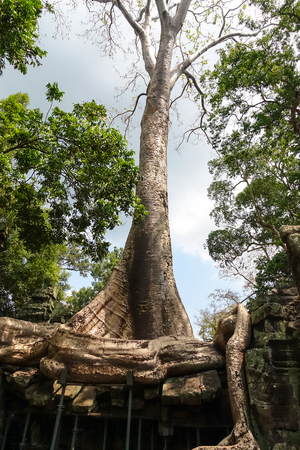 Banyan Big tree root covering stone prasat Ta Prohm in Angkor thom, The big huge roots above the construction at Angkor wat Siem Reap, Cambodiaの写真素材