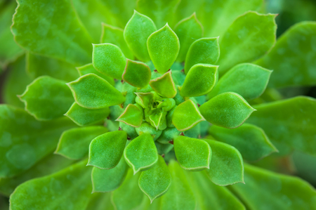 Green leaves background.の写真素材