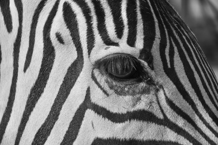 Close Up of Zebra in nature.の写真素材