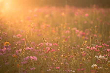 Cosmos flowerの写真素材