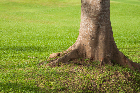 tree roots in a green field.の写真素材