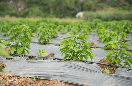 Plants cover crop.の写真素材