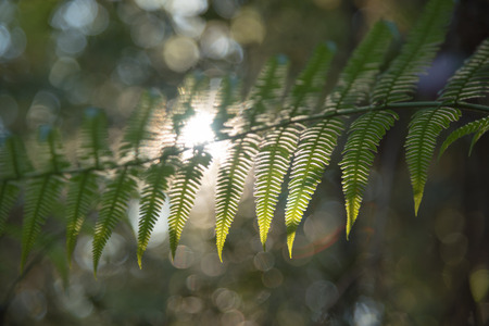 fern leaf with sunlight in rainforestの写真素材