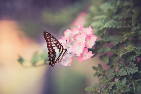 pink blossom in wild and butterfly.の写真素材