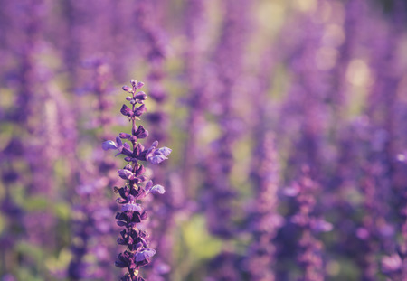 lavender flowers fieldの写真素材