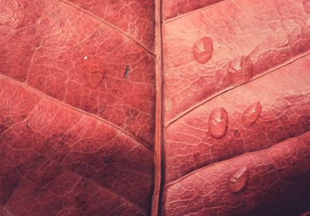 autumn leaves texture and water drop for background.の写真素材