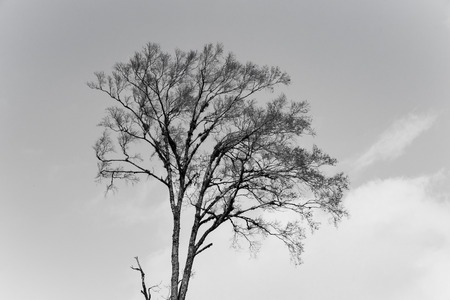 black and white dead tree in nature.