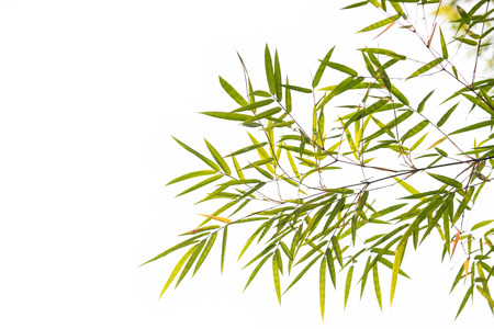 bamboo leaves on white background.の写真素材