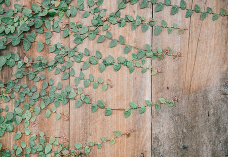 Green leaves on wooden backgroundの写真素材