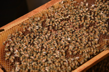 Beekeeper and bees on honeycomb in apiary