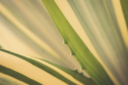 macro green leaves with thorn, main focus on thornsの写真素材