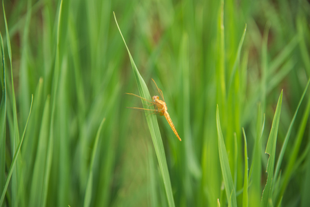closeup yellow dragonfly insect perched on green leaves in green nature backgroundの写真素材