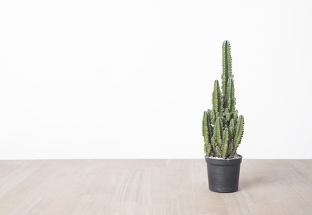 cactus on wood table with copy space for product display montage.の写真素材
