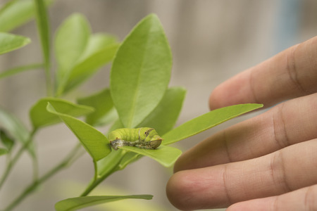Biotechnology scientist with worm on leaf orange for examining plant insects.の写真素材