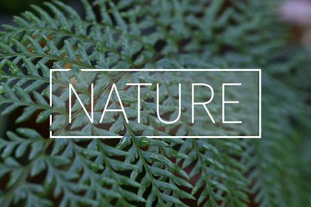 closeup green fern leaves in rain forest with nature text for background.の写真素材