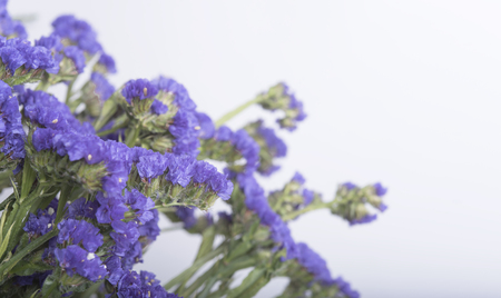 Beautiful flower for summer background.の写真素材