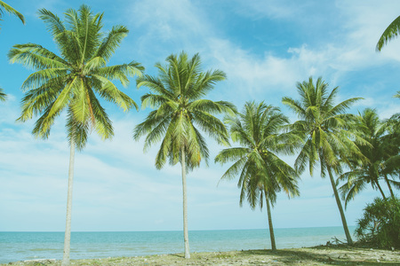 nature green palm leaf on tropical beach with sun light. Summer vacation and travel concept. Copy spaceの写真素材