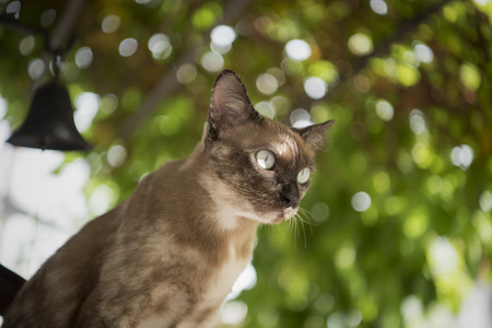 Young Grey Thai Cat on Green Nature Background.