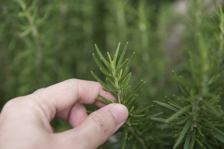 Fresh rosemary plant herb in garden. for food ingredient.の写真素材