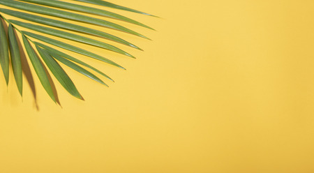 Green tropical palm leaves on yellow background with sunlight. Minimal summer creative flat lay. の写真素材
