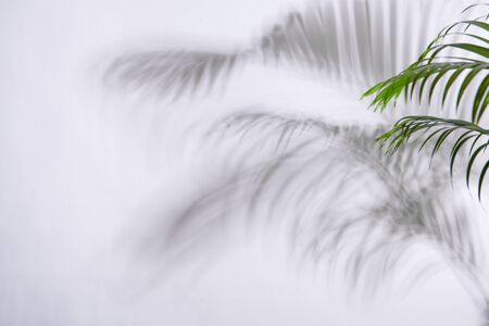 abstract palm leaf and shadow reflection on white background.