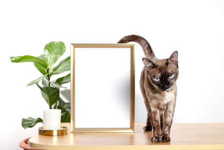 Frame or Poster mock up in living room and cat with window shadow on white wall background.の写真素材