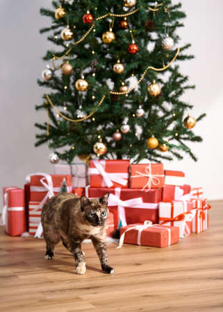 Christmas tree with red gifts in living room. decoration for Happy New Year and Christmas concept.の写真素材