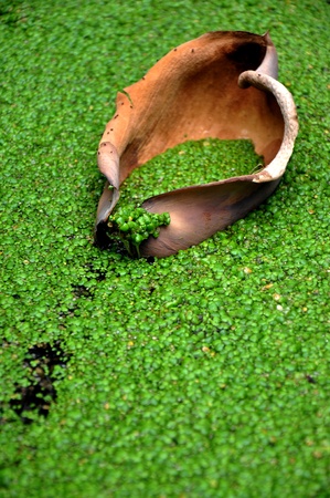 The peaceful trip of a leaf to a greenest world.の写真素材