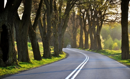 Empty road through a lot of trees, sun ray.の写真素材