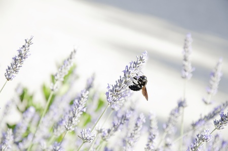 Bee perched on lavender with a soft white and purple backgroundの写真素材