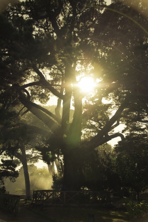 Lens flare and fog through a tree.の写真素材