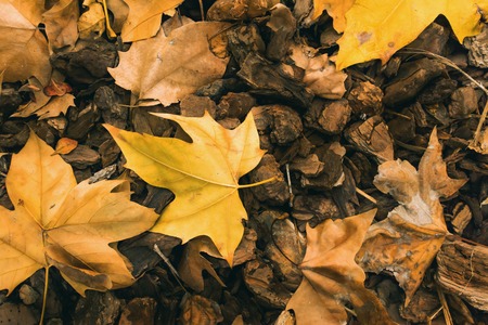Background of yellow and dry autumn leaves on pine bark